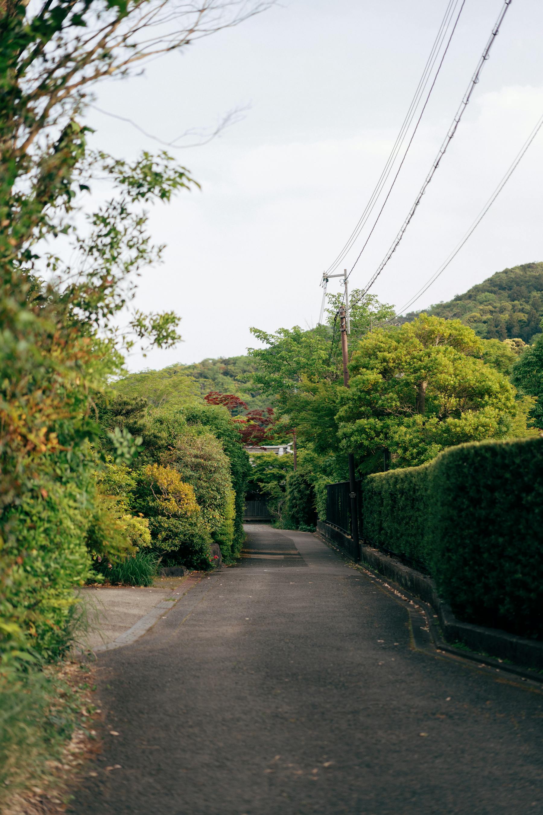 Quiet Japanese suburban street lined with greenery